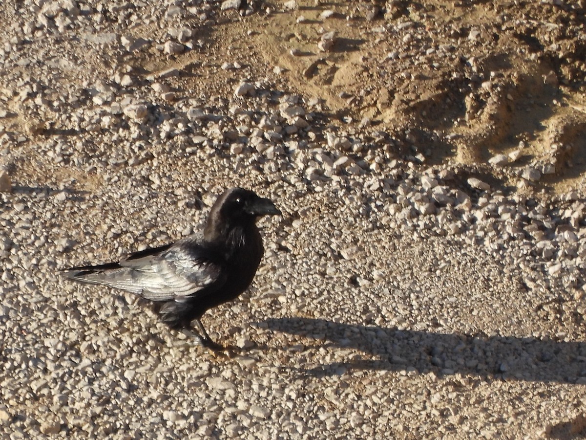 ワタリガラス - ML647558762