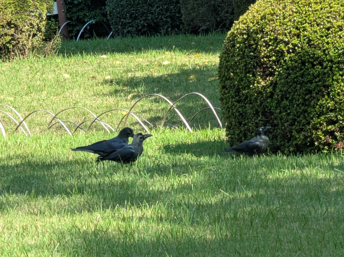 巨嘴鴉 - ML647558824