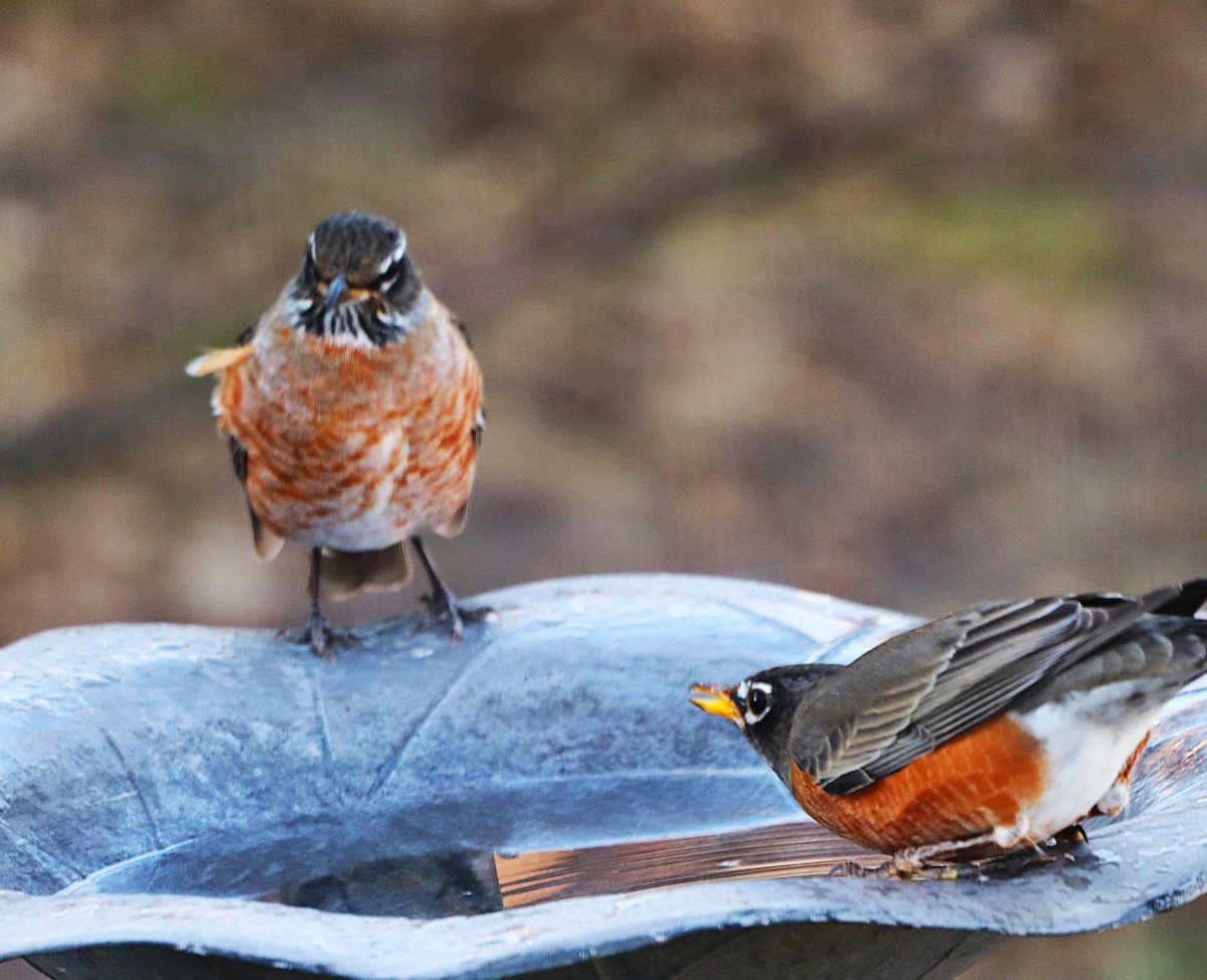 Странствующий дрозд - ML647558834