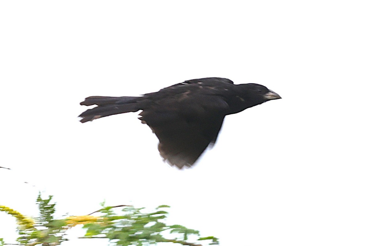 Белоклювый буйволов ткач - ML647558838