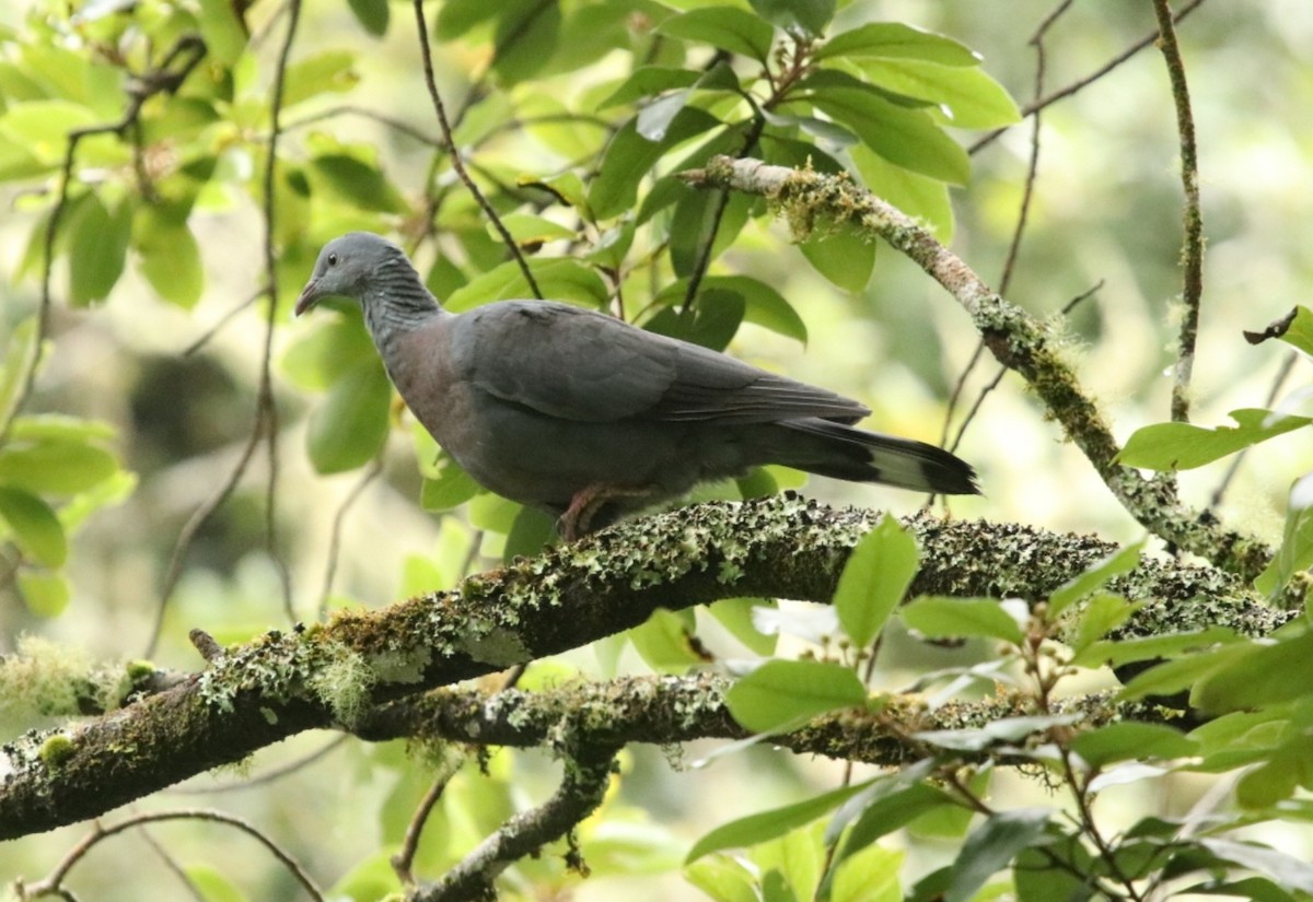 Мадейрский вяхирь - ML647558839