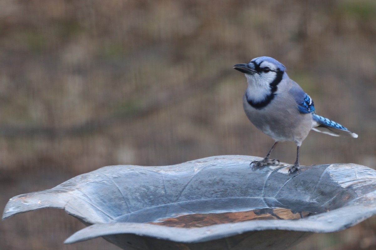 Голубая сойка - ML647558840