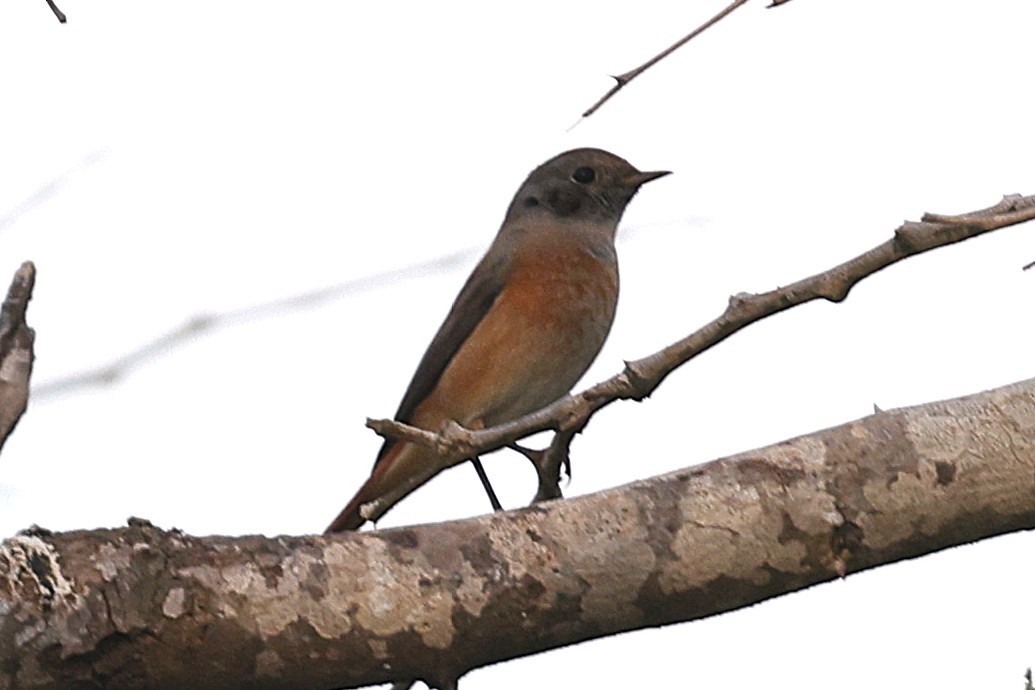 Обыкновенная горихвостка - ML647558842