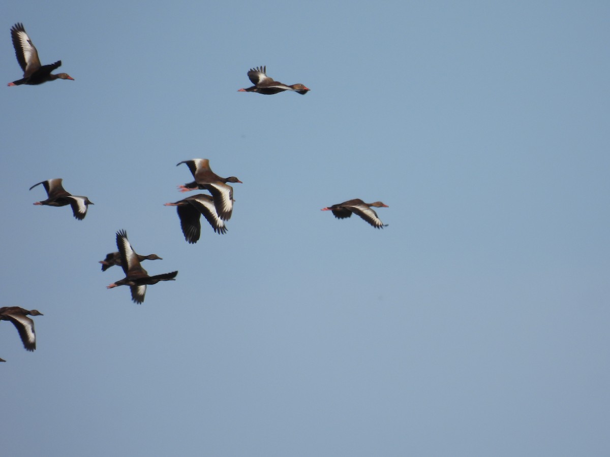 Красноклювая древесная утка - ML647558843