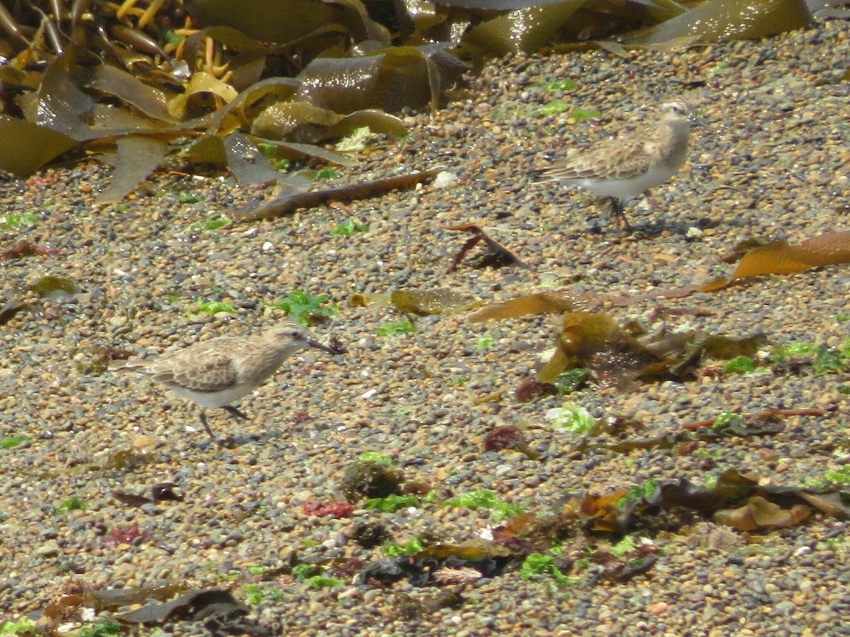 Бэрдов песочник - ML647558844