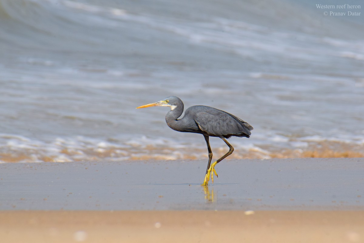 Западная рифовая цапля - ML647558845