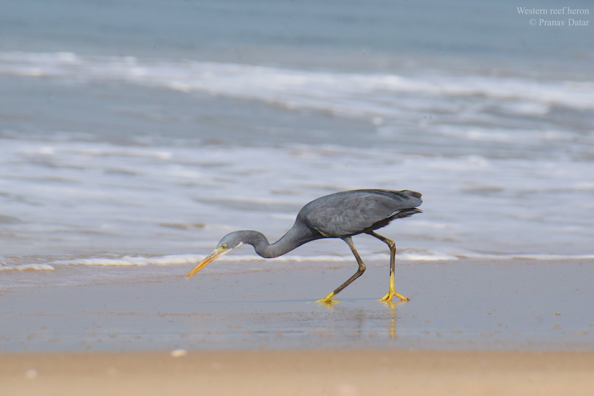 Западная рифовая цапля - ML647558846