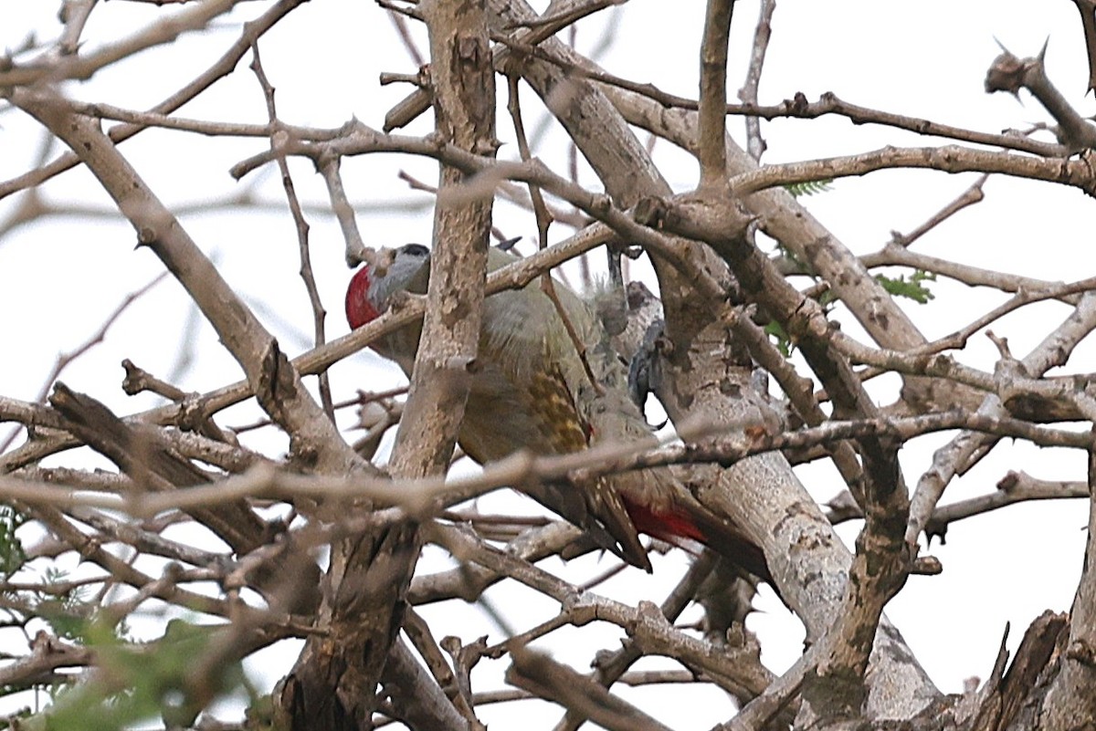 Серый дятел - ML647558847