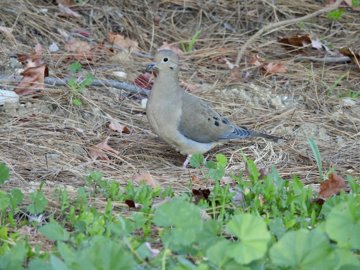 Плачущая горлица - ML647558849
