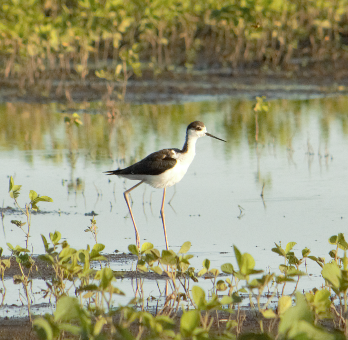 Американский ходулочник - ML647558852