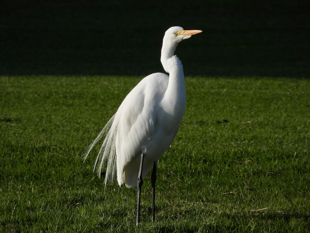 Большая белая цапля - ML647558853