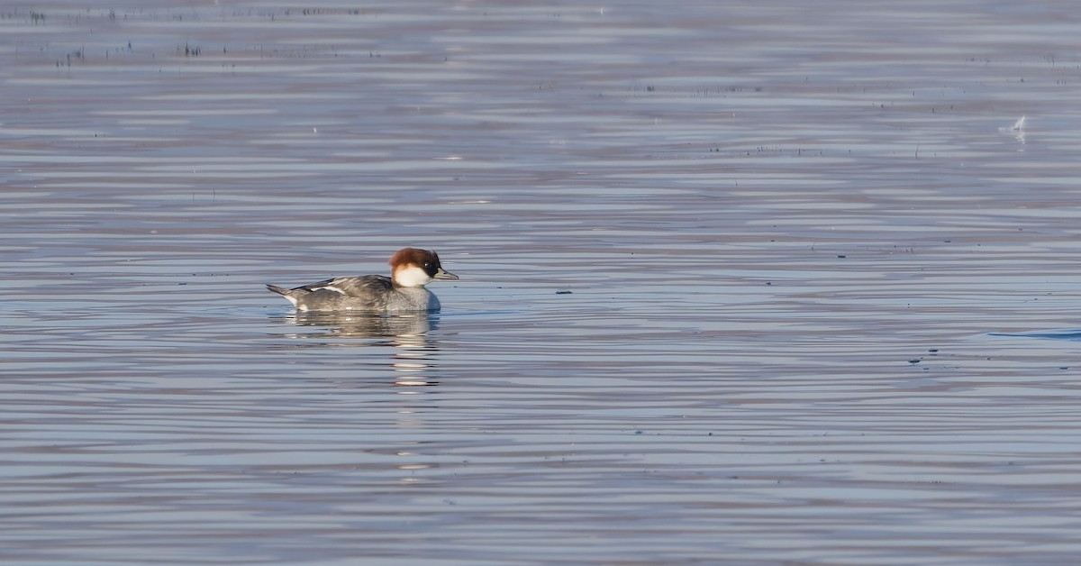 Луток - ML647558855