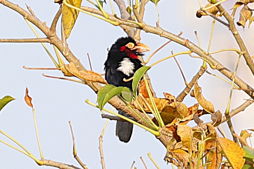 Красногрудый зубцеклюв - ML647558856