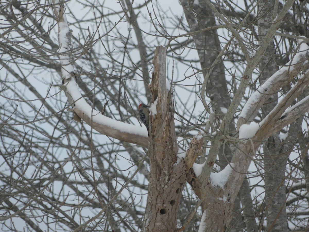 Каролинский дятел - ML647558857