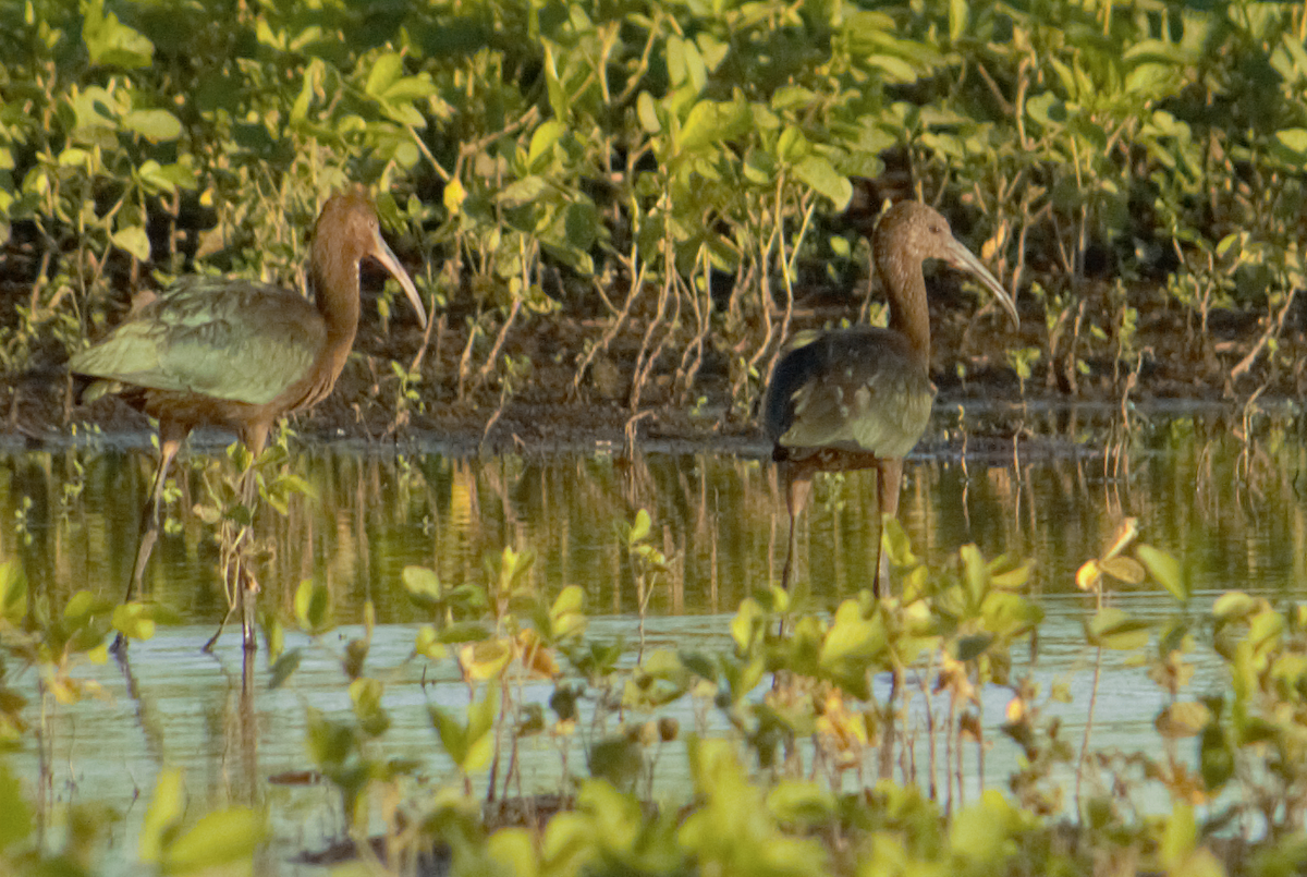 Очковая каравайка - ML647558858