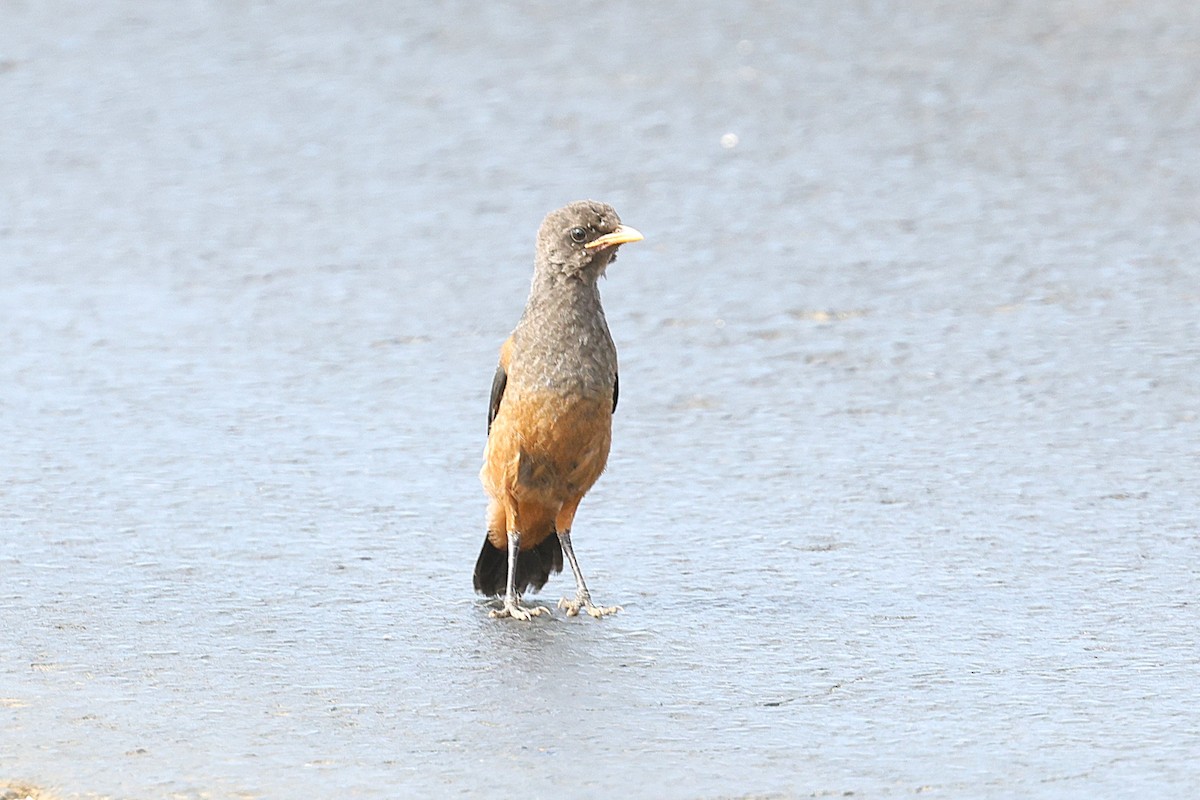 Краснобрюхий спрео - ML647558861