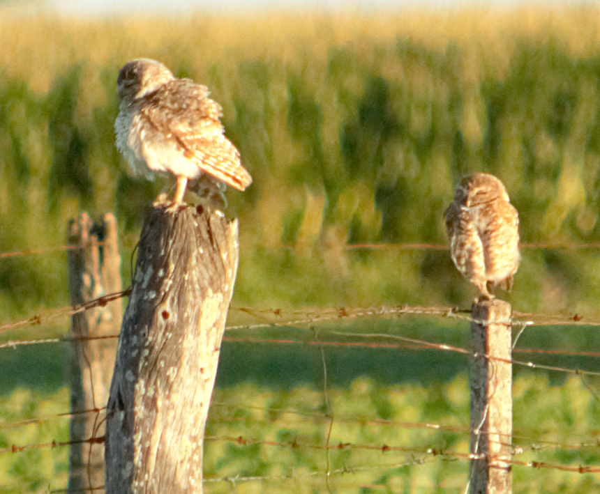 Кроличий сыч - ML647558863