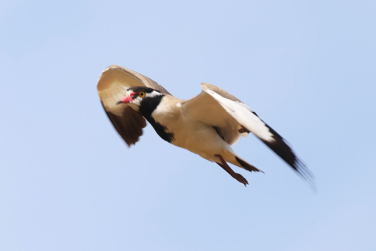 Шпорцевый чибис - ML647558874