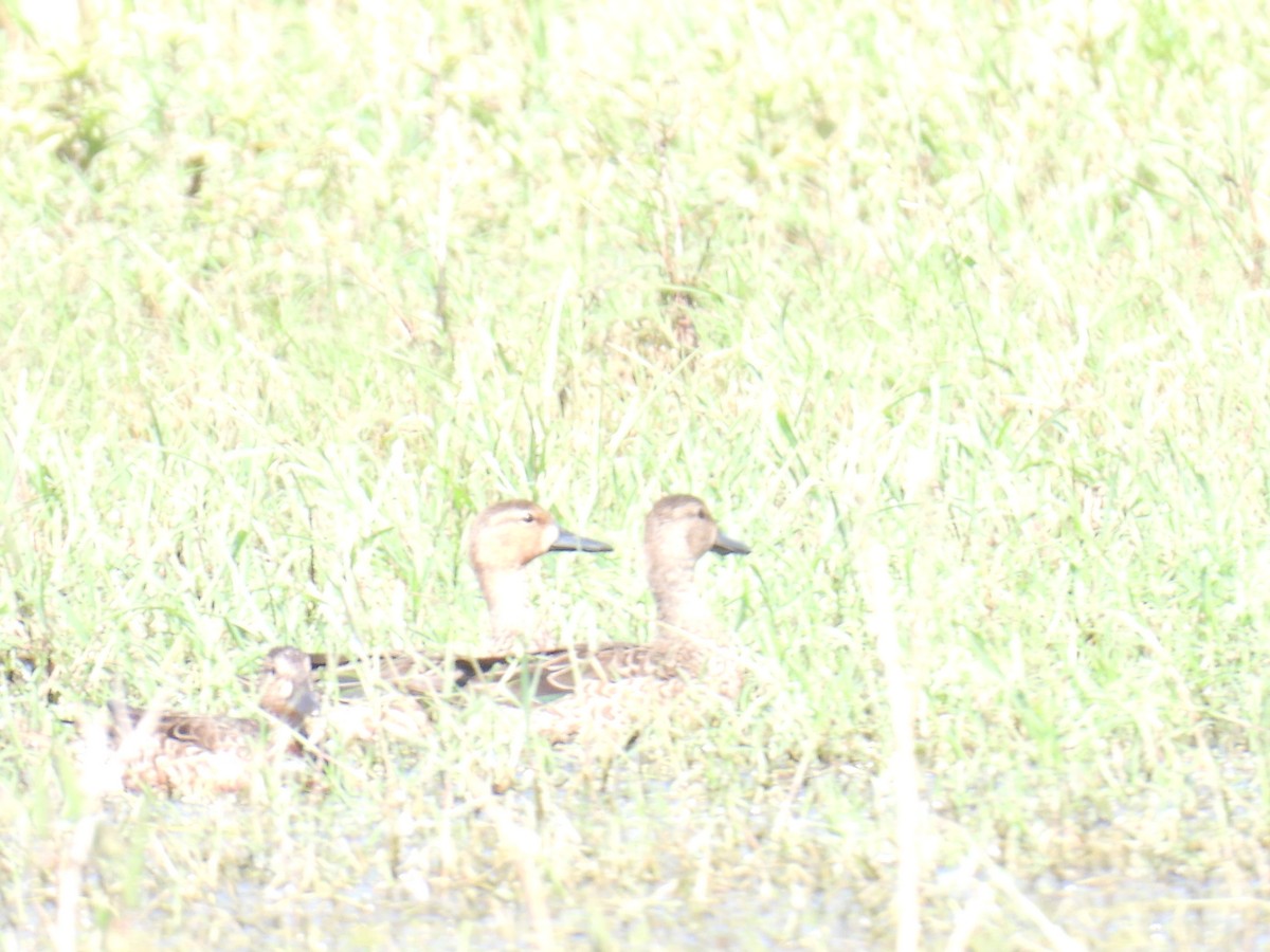 Синекрылый чирок - ML647558875