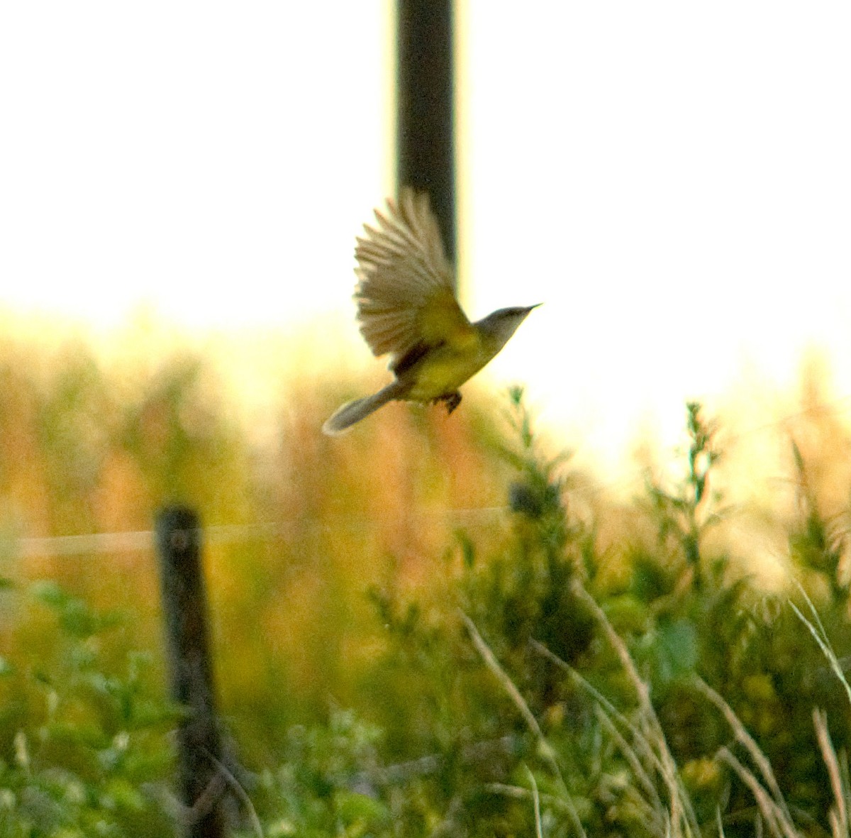 Коровий тиранн - ML647558878