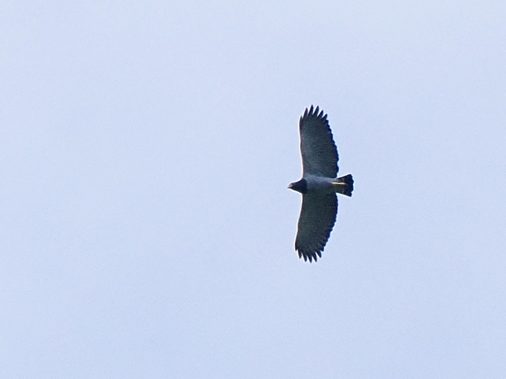 Полосатая агуйла - ML647558885