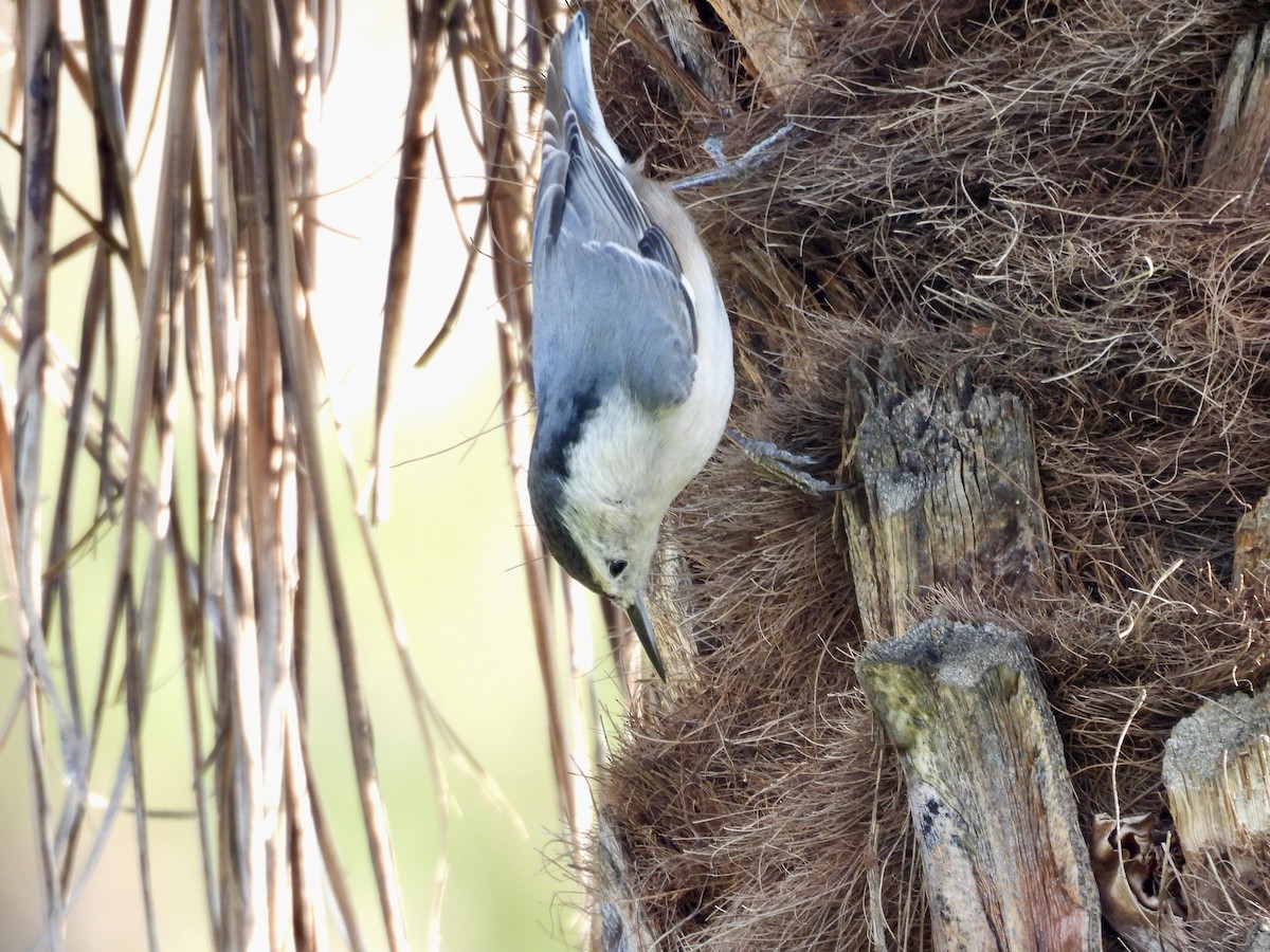 White-breasted Nuthatch - ML647558889