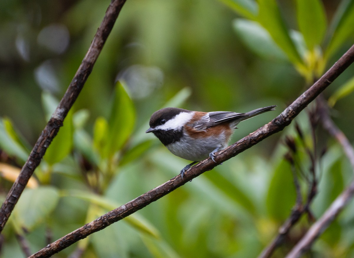 Chestnut-backed Chickadee - ML647558890