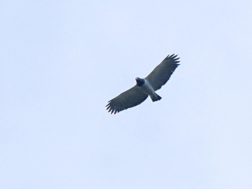 Barred Hawk - ML647558891
