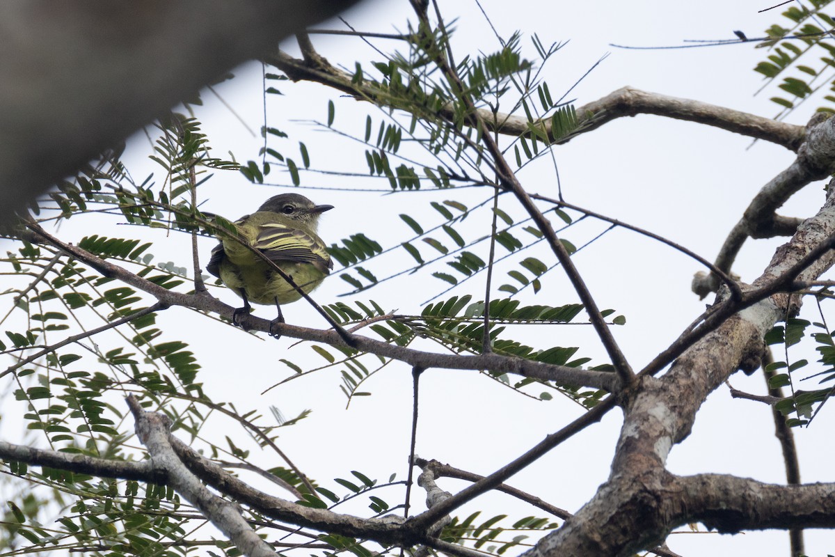 Forest Elaenia - ML647558895