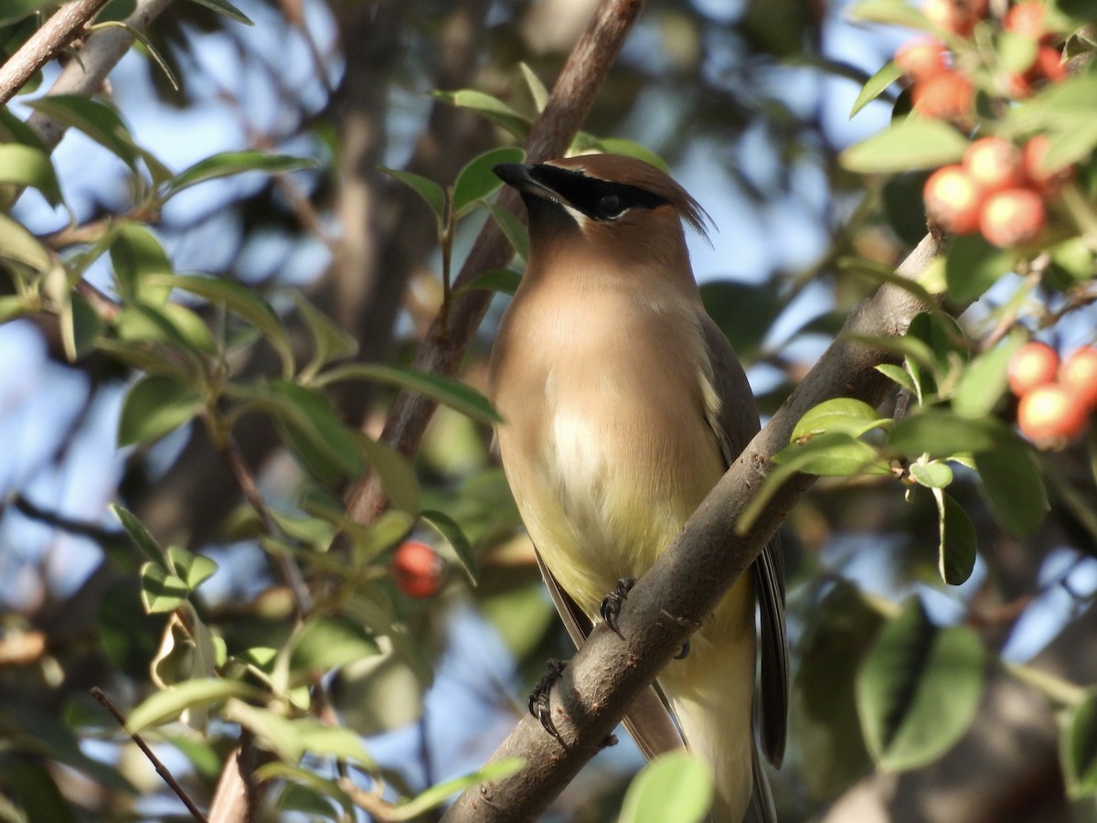 Cedar Waxwing - ML647558896