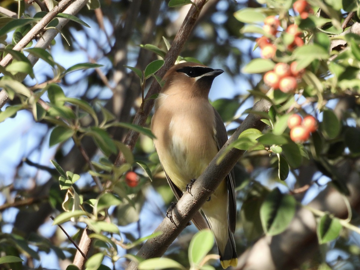 Cedar Waxwing - ML647558897