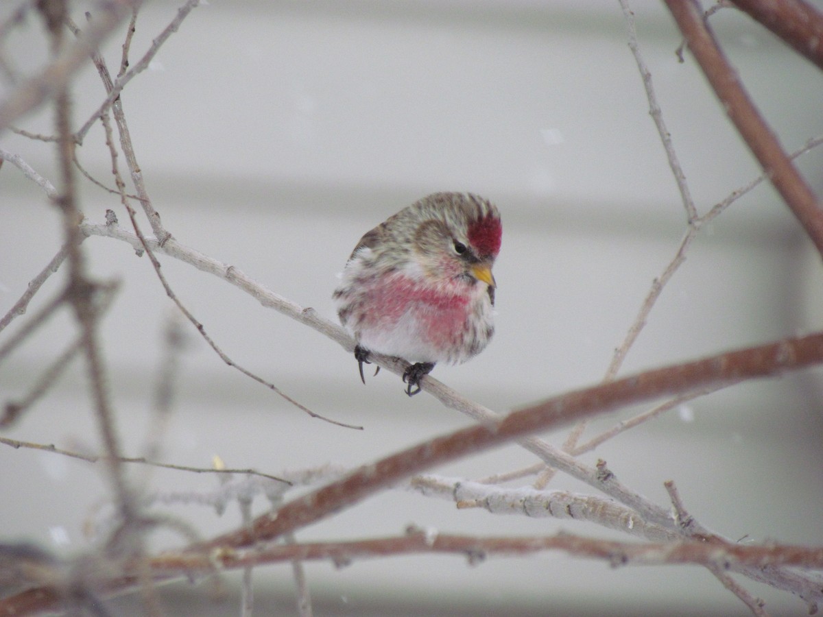 普通朱頂雀 - ML647558903