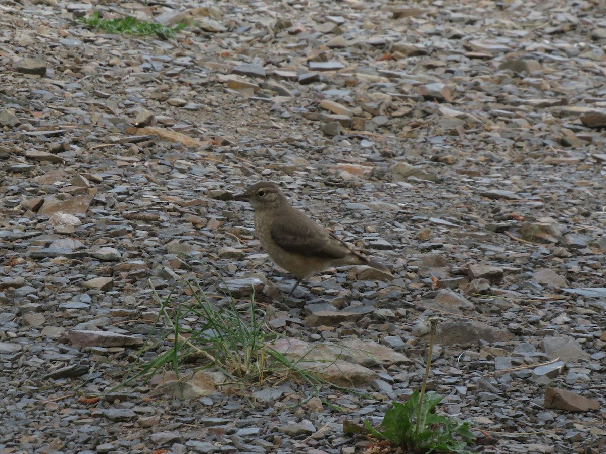 Common Miner - ML647558904