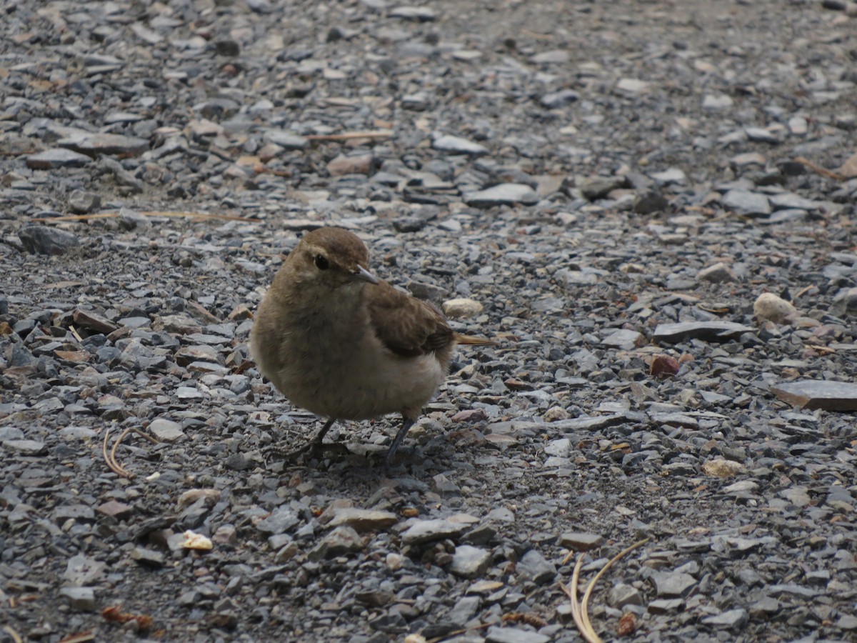 Common Miner - ML647558905