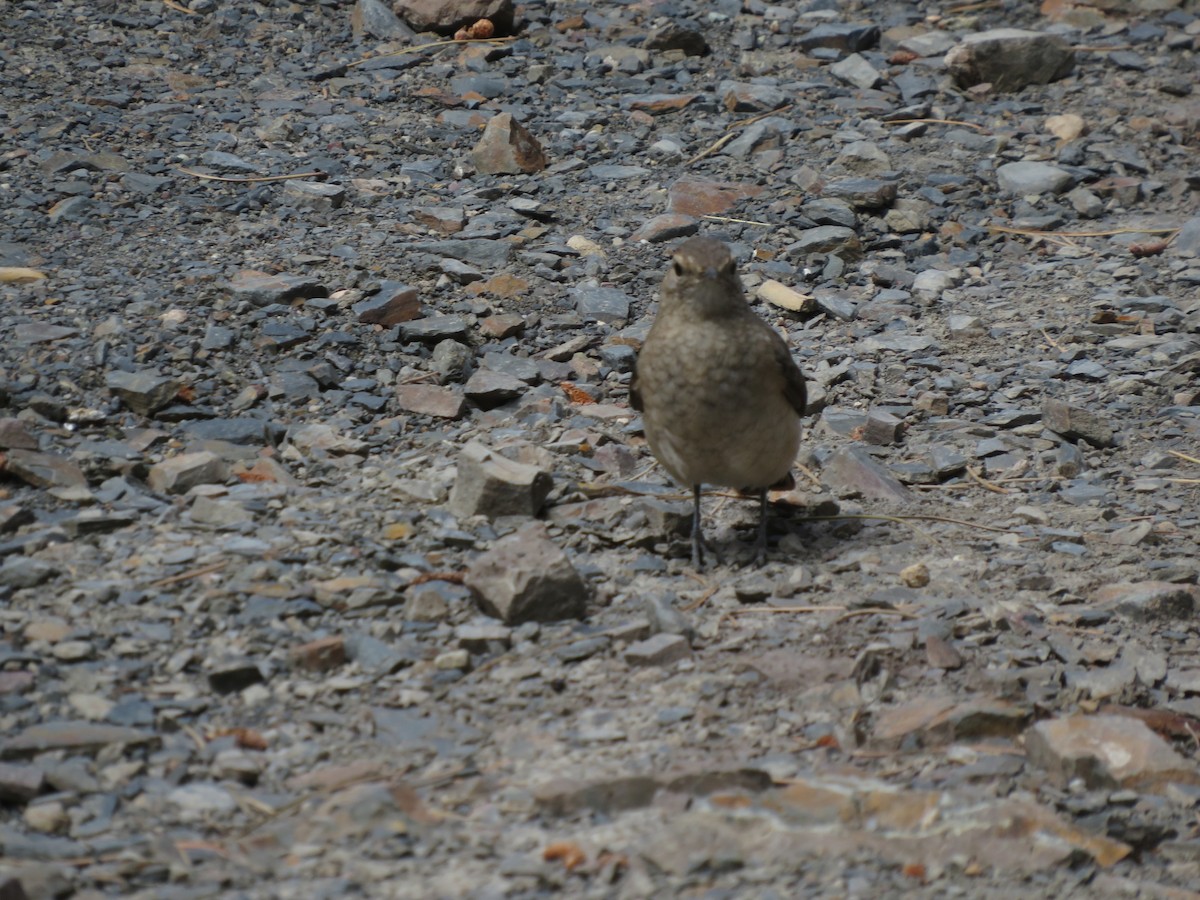 Common Miner - ML647558906