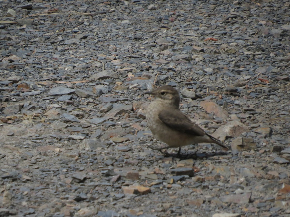 Common Miner - ML647558907