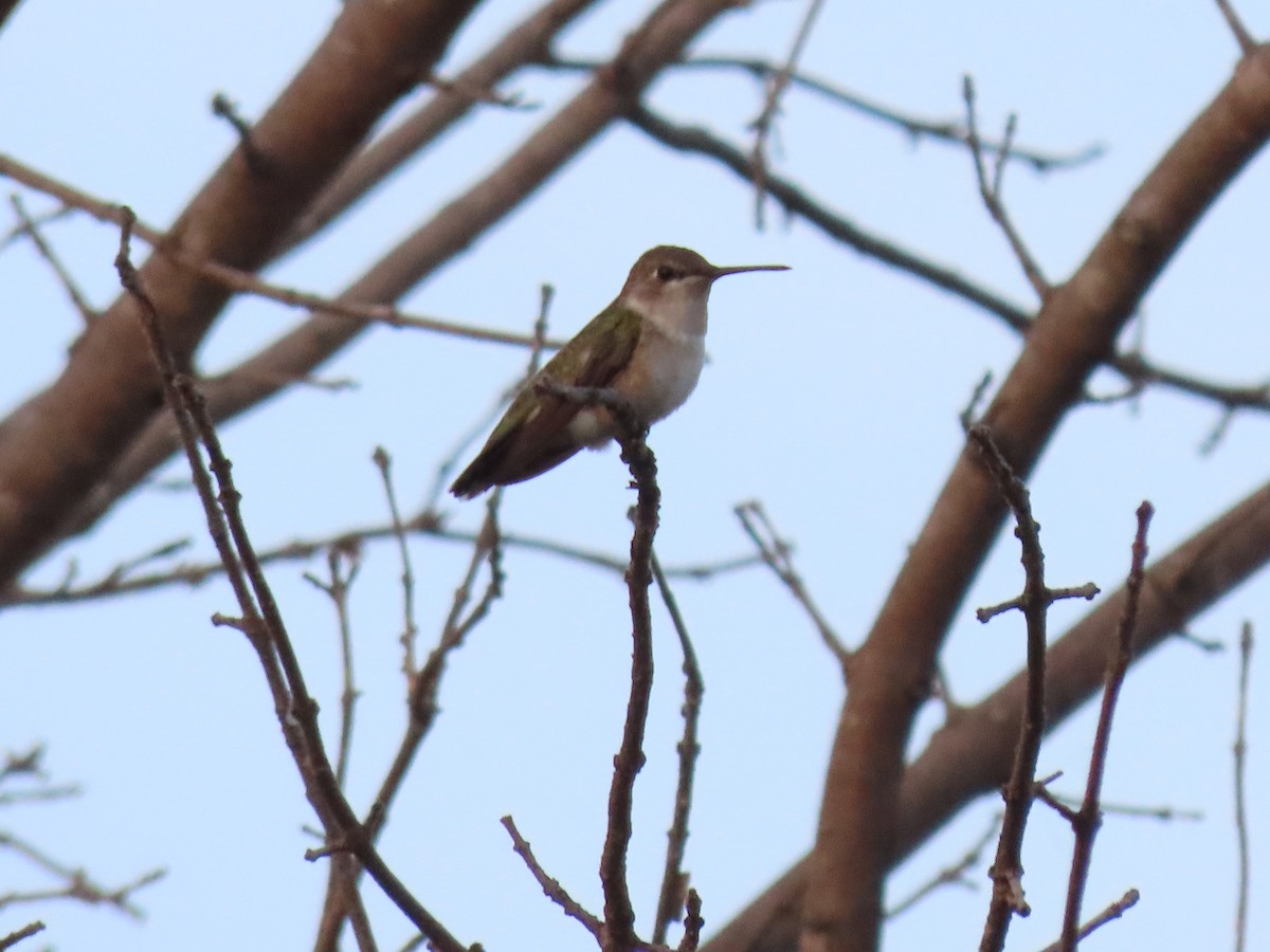 Black-chinned Hummingbird - ML647558908