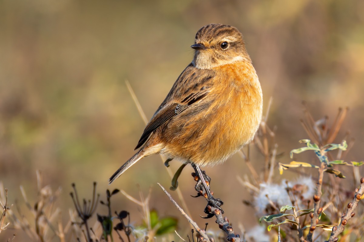 European Stonechat - ML647558910