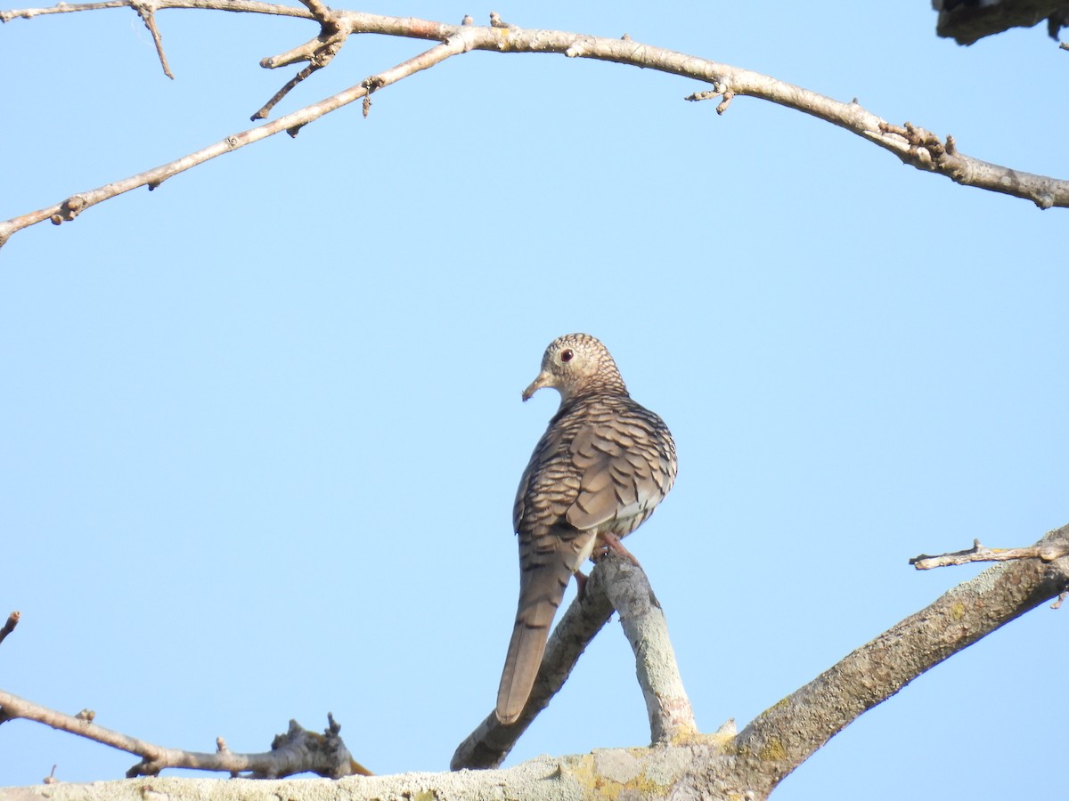 Scaled Dove - ML647558911