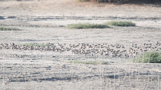 家麻雀 - ML647558915