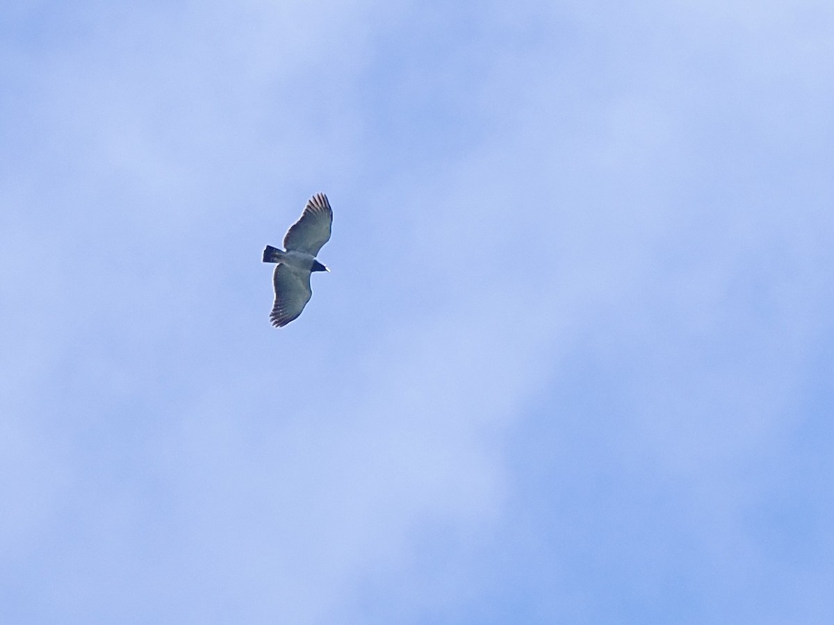 Barred Hawk - ML647558916