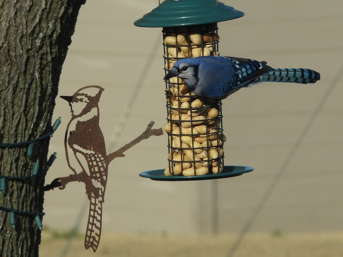 Blue Jay - ML647558918