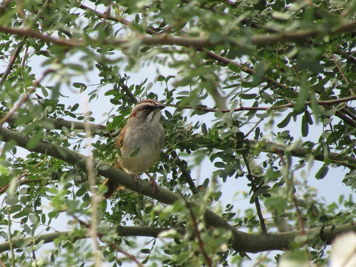 Yungas Sparrow - ML647558930
