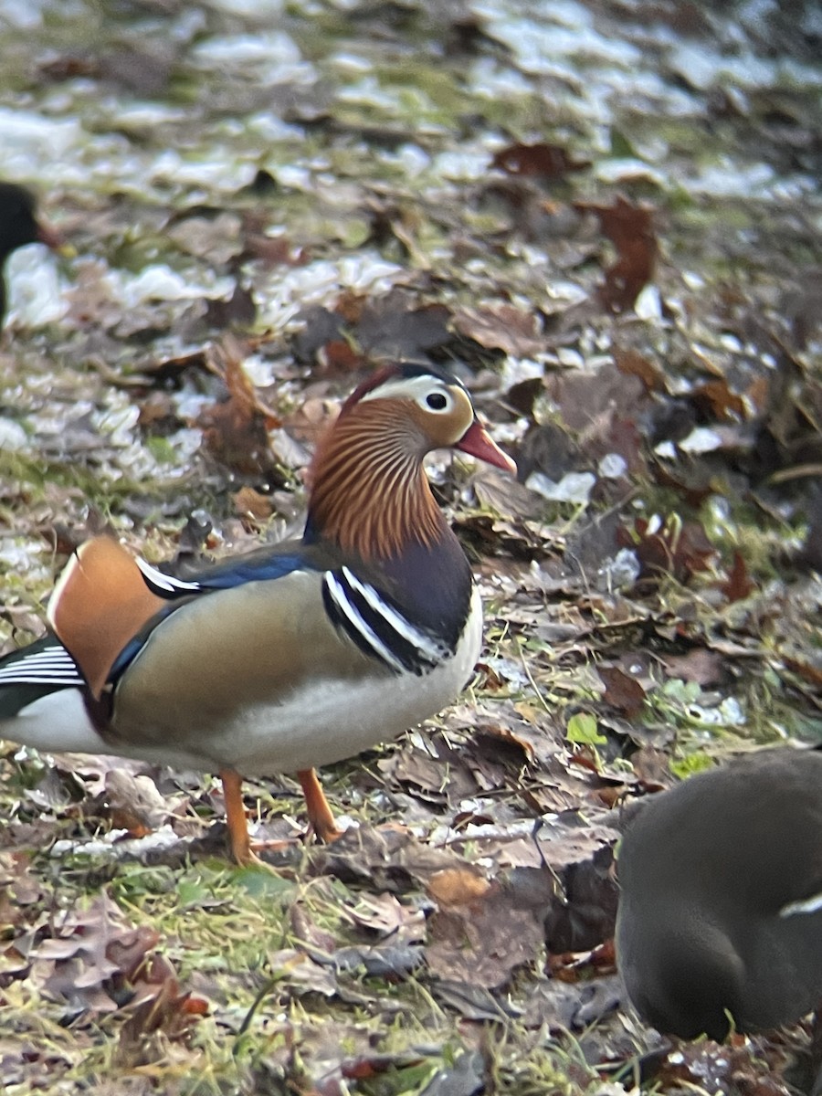 kachnička mandarínská - ML647558938