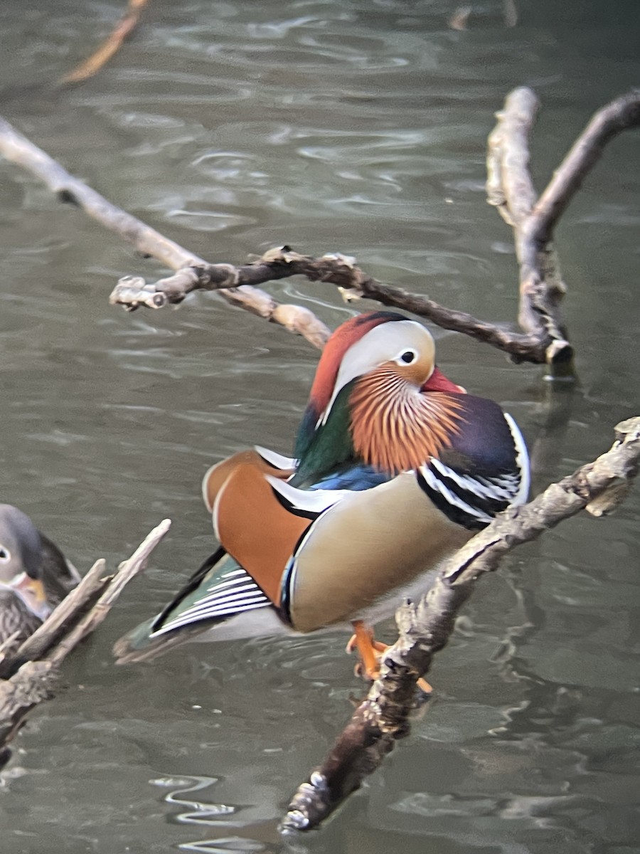 kachnička mandarínská - ML647558939