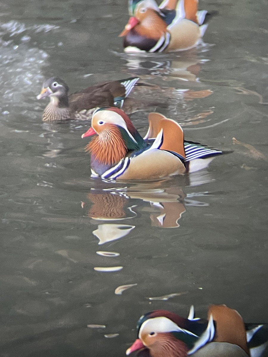 kachnička mandarínská - ML647558940