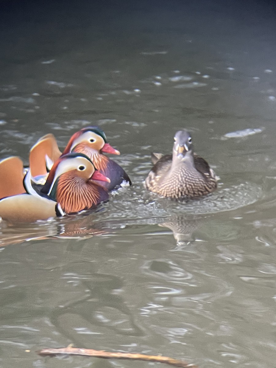 kachnička mandarínská - ML647558941