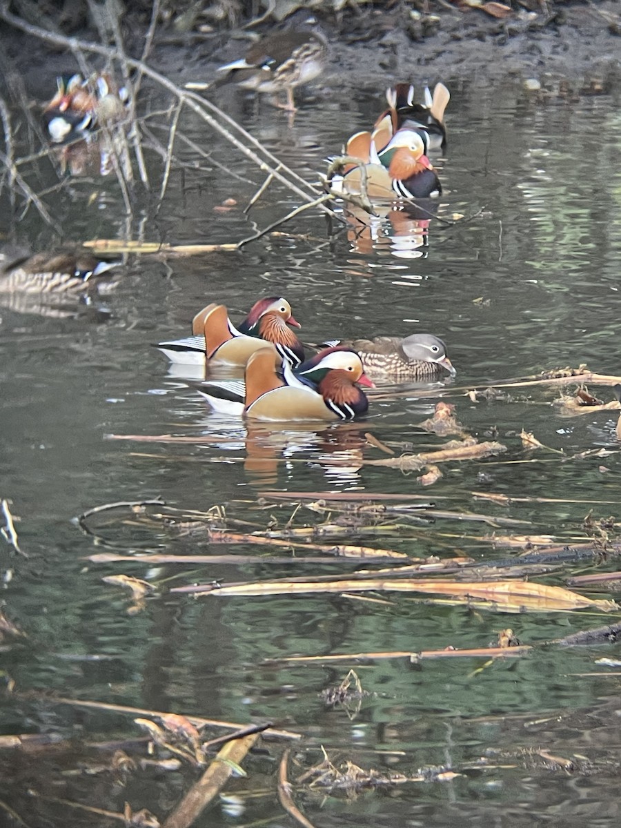 kachnička mandarínská - ML647558942