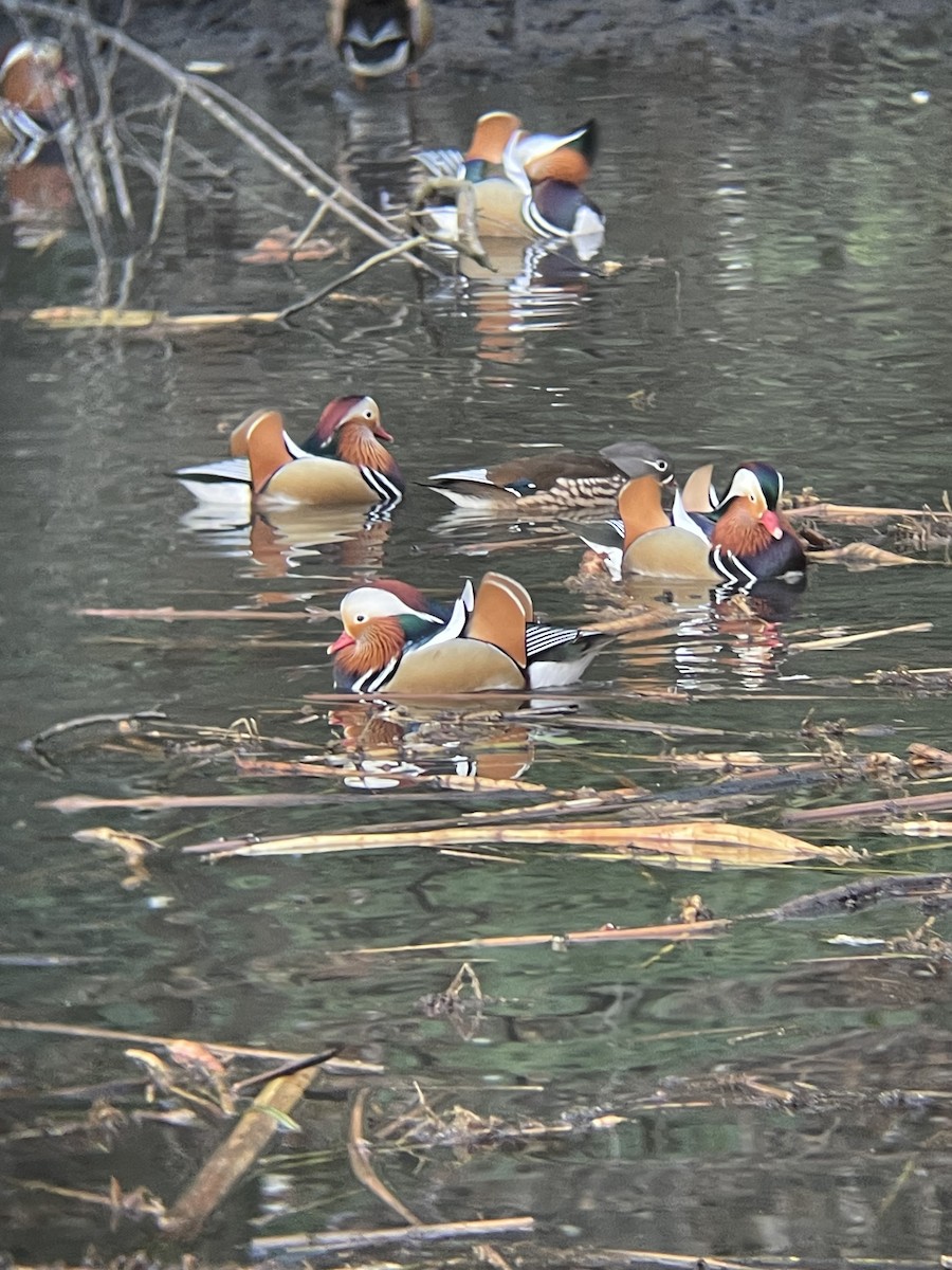 kachnička mandarínská - ML647558943