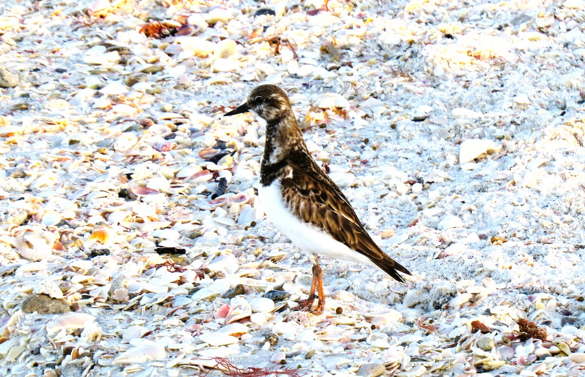 kamenáček pestrý - ML647558948